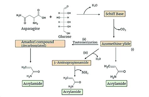 Schematic Diagram Of Acrylamide Formation Via Major Maillard Reaction Download Scientific