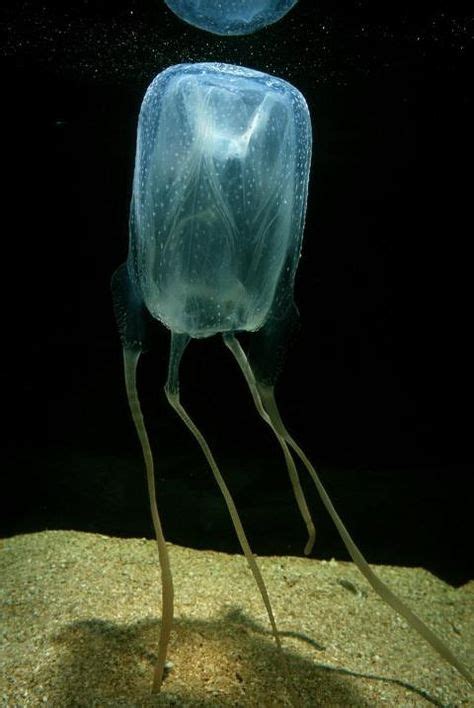 20+ Box Jellyfish poisonous ideas | jellyfish, sea creatures, deadly ...