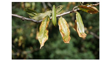 Propagación de Xylella fastidiosa subsp pauca ST53 en olivos