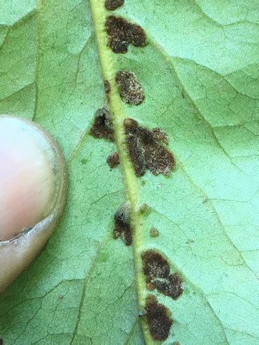 Titirangi Gall Mite Aceria Titirangiensis INaturalist United Kingdom