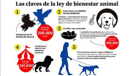 Ley Bienestar Animal 2023 Toda La Información Sobre La Nueva Normativa