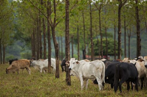 Sustentabilidade E Lucratividade Na Pecu Ria De Corte Jetbov