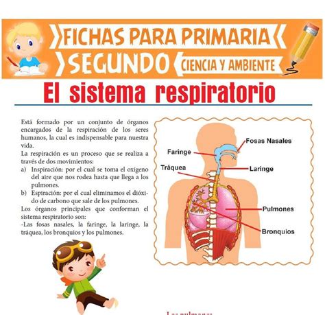 Aquí Podrás Descargar Esta Ficha De Sistema Respiratorio Preparado Para