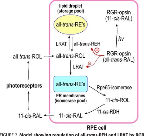 Figure From Retinal Pigment Epithelium Retinal G Protein Receptor