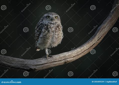 Cute Burrowing Owl Athene Cunicularia Sitting On A Branch Blurry Green