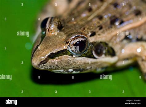 Mascarene Grass Frog Or Mascarene Ridged Frog Ptychadena