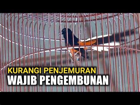 Temukan Manfaat Cacing Untuk Murai Batu Yang Jarang Diketahui IABUKIT