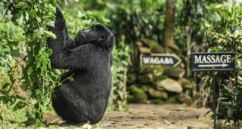 Gorilla Trekking Uganda Auf Den Spuren Der Primaten SafariFRANK