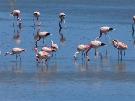 CONAF celebra Día Mundial de los Humedales promoviendo su protección