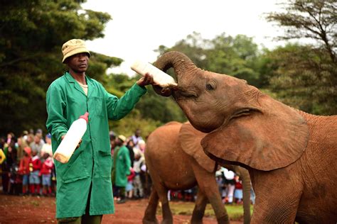 Daphne Sheldrickgiraffe Centre Kenya Color First