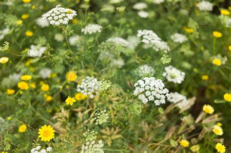 Eng Med Gule Og Hvide Blomster Stock Foto Colourbox