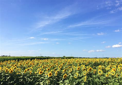 Beautiful Flower Fields Worth the Drive from Chicago - Chicago Parent