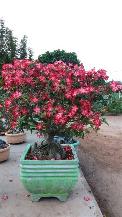 Rosa Do Deserto Manual De Cultivo Ebook Jardineiro Net Rosa Do