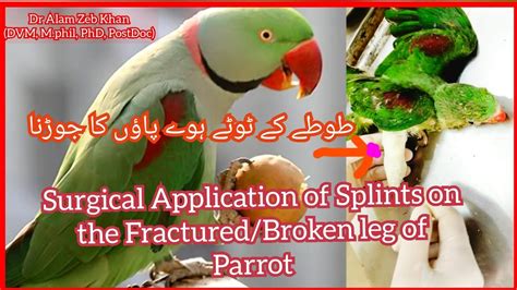 Fixation Fractured Broken Leg Bone In Parrot Birds By Application Of Surgical Splints Youtube