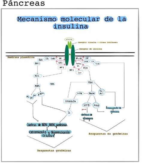 Mecanismo Molecular De La Insulina Fatima Oyola Udocz