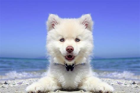 American Eskimo Dog Lifespan: How Long Do These Dogs Live? - A-Z Animals