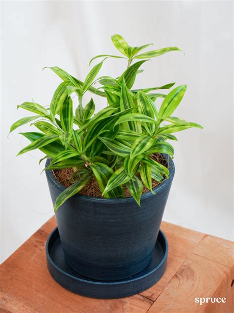 Dracaena Gold Dust Spruce Plant Shop