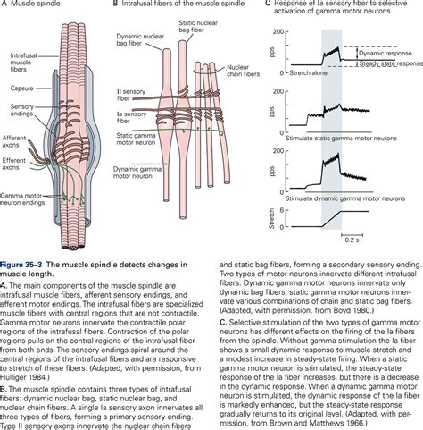 Somatosensory Receptors Kines Introductory Neuroscience