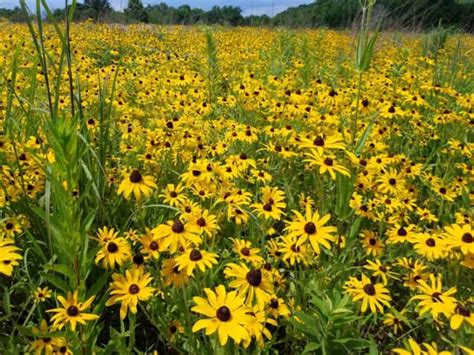 Black Eyed Susan Rudbeckia Hirta Growit Buildit