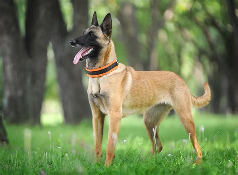 Belgian Malinois Growth Size Guide | Trifi Blogs