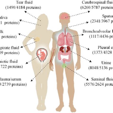 The Distribution Of 12 Types Of Body Fluids That Are Analyzed In This