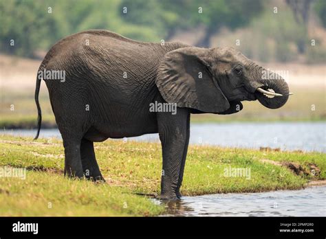 African Elephant Loxodonta Africana Stands Drinking Water From River