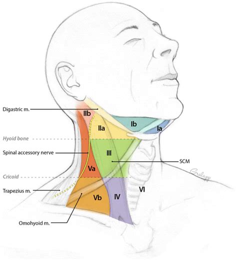 Where Are Lymph Nodes In Neck Picture Diagram