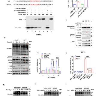 EGFR N Glycosylation And Phosphorylation Are Required For FUT8 Induced