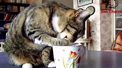 Lustige Katzen Videos Zum Totlachen 2 Youtube