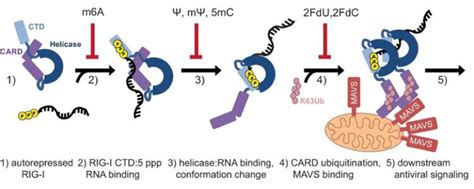 Modified Mrna May Suppress Immune Activation At Multiple Steps Of Rig I