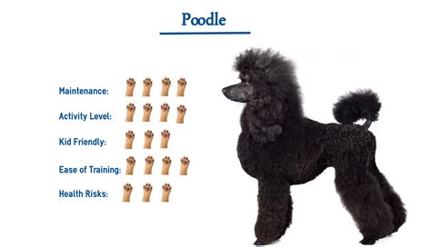 Poodle Dog Breed… Everything You Need to Know at a Glance!