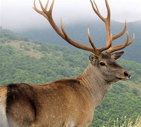 Reintroduction Of Caspian Red Deer In Armenia Care For The Wild