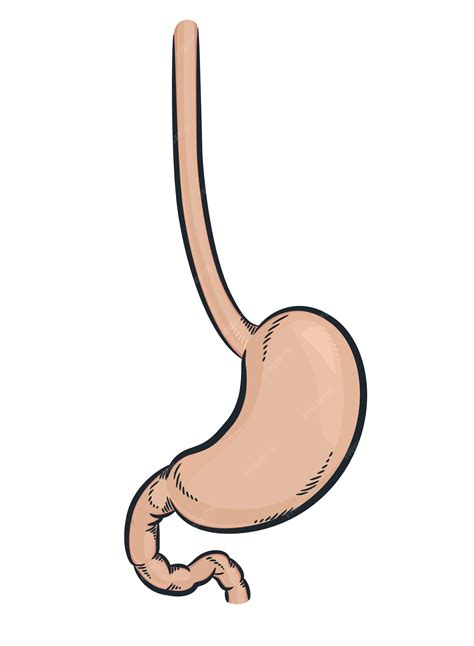 Human Stomach Clipart