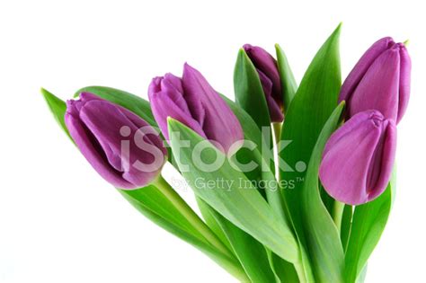 Purple Tulips Stock Photo Royalty Free Freeimages