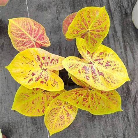 Real Plants Caladium Bicolor Ait Vent Scorching Yellow Green Eastern