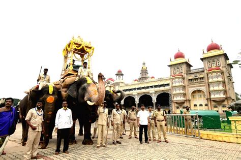 : Dasara Elephant carrying wooden Howdah on his back during the rehearsal for Jumboo Savari for ...