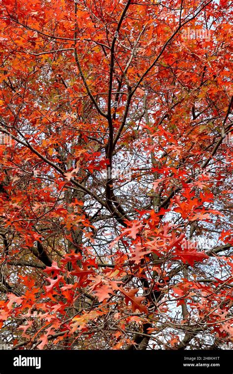 Sumpfeiche Quercus Palustris Fotos Und Bildmaterial In Hoher