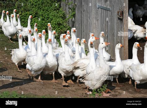 Granja De Ganso Fotos E Im Genes De Stock Alamy