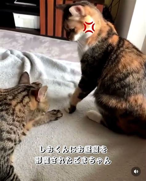 お昼寝を邪魔されて怒る猫 Tabbycat Cat こねこ部 猫のいる暮らし 保護猫 ねこのいる暮らし ねこ 三毛猫