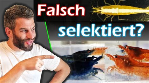 Das Habe Ich Beim Garnelen Selektieren Bisher Untersch Tzt Youtube