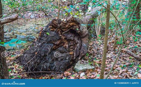 Root Ball View of Fallen Tree in Forest Stock Image - Image of bright ...