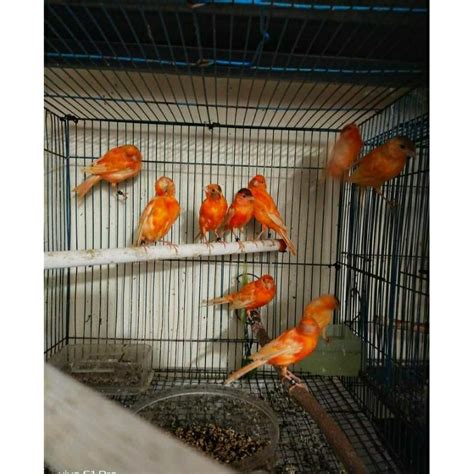 Jual Burung Kenari Merlok Merah Lokal Shopee Indonesia