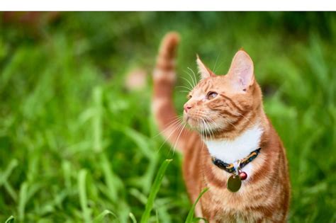 Cat Chip Tracker: Why Every Cat Owner Should Consider It