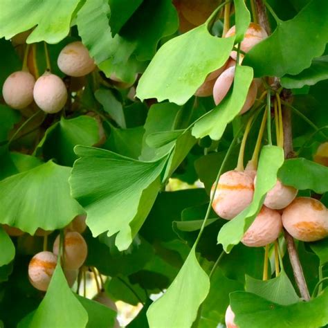 Гінко - Agrodrug.com.ua - агромагазин