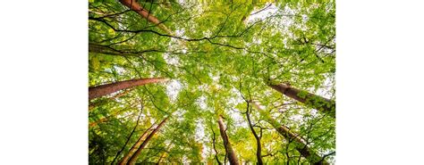 Piantare Alberi Per Un Mondo Pi Pulito Sano E Sostenibile