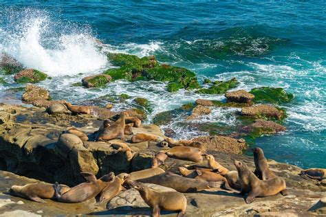 La Jolla Cove Things To Do Beach Directions Parking A Local S Guide Artofit