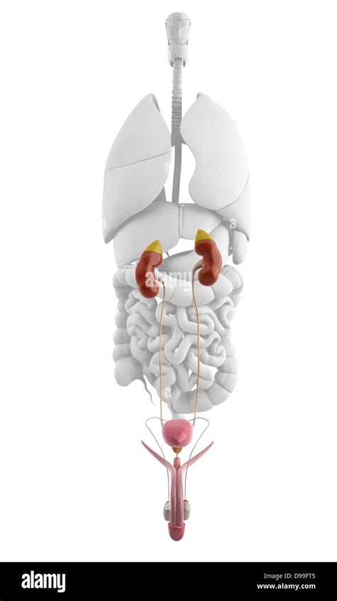 Anatomy Of Male Urinary System Stock Photo Alamy