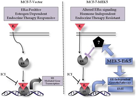 Mek5 Mediated Hormone Independence A Mcf 7 Vector Erk5 Negative