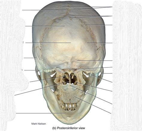 Occipital Bone Diagram Quizlet