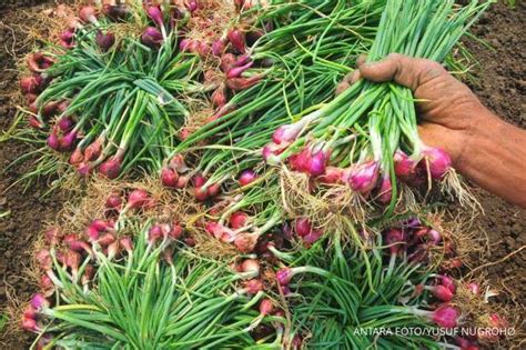 Harga Pangan Hari Ini 24 9 Beras Bawang Merah Cabai Hingga Jagung